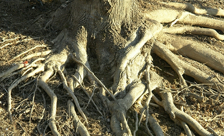 roots